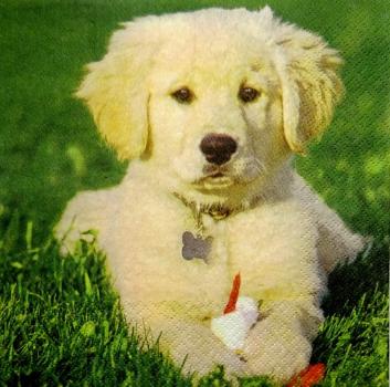 137 Hunde - 3-lagig